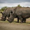 Zuid Afrika safari Kruger National park